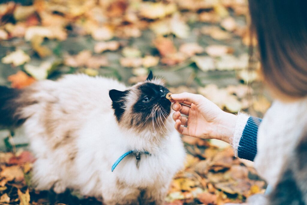 siamese cat eating