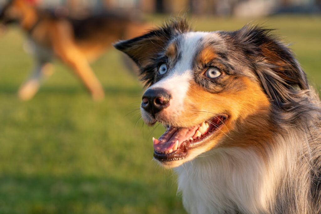 happy Australian Shepherd