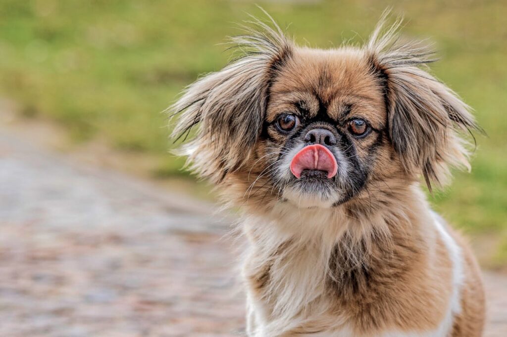 tibetan spaniel