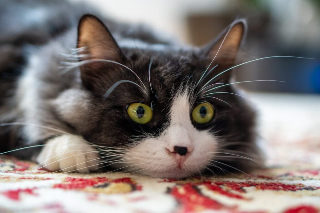 startled cat lying down