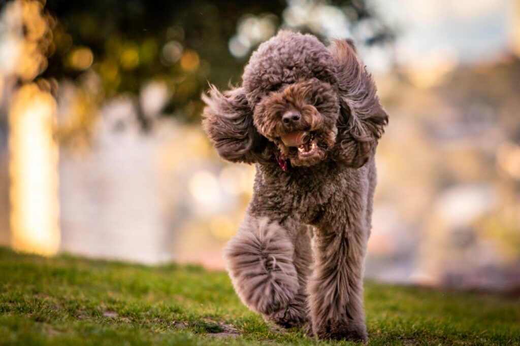 poodle walking on grass