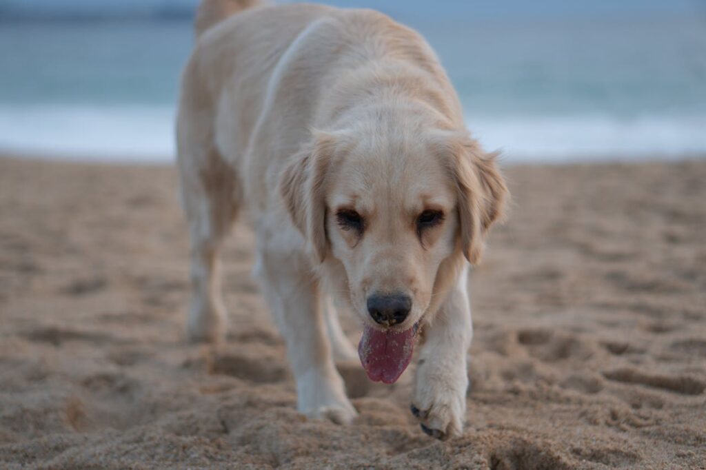 golden retriever dog playing on beach