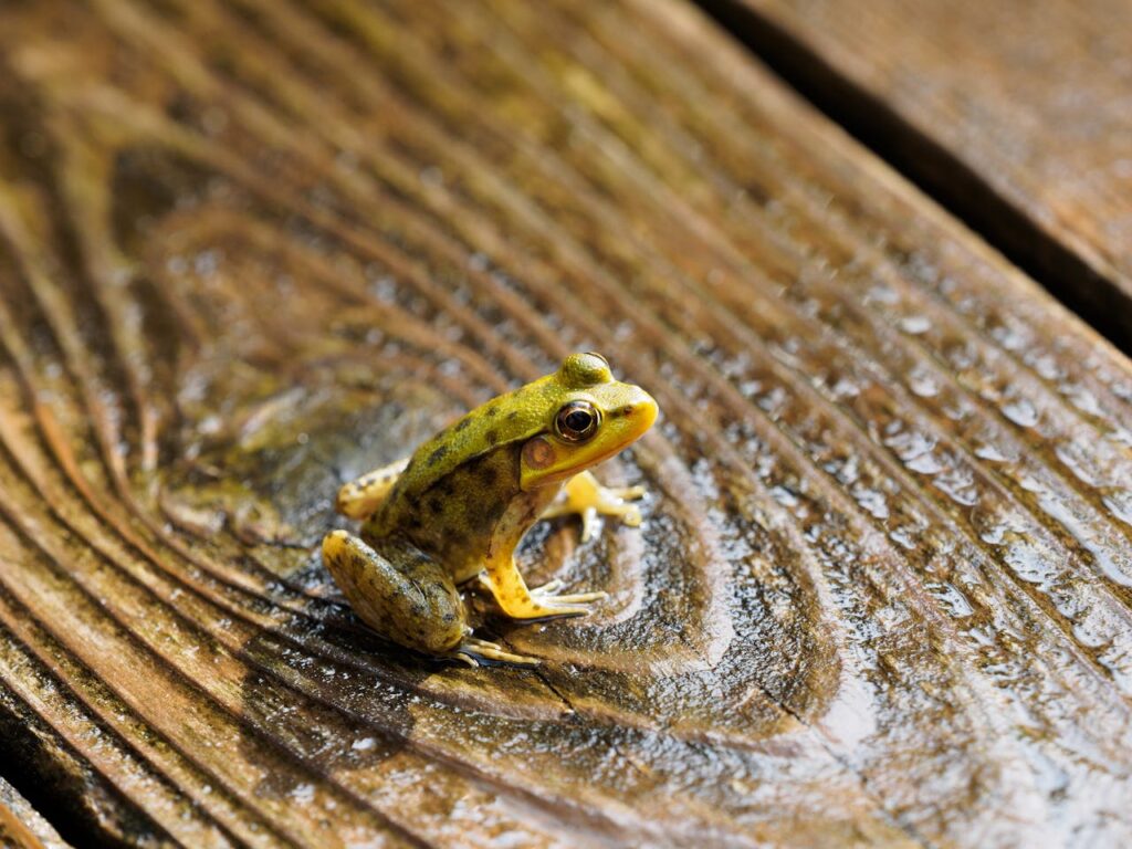 frog