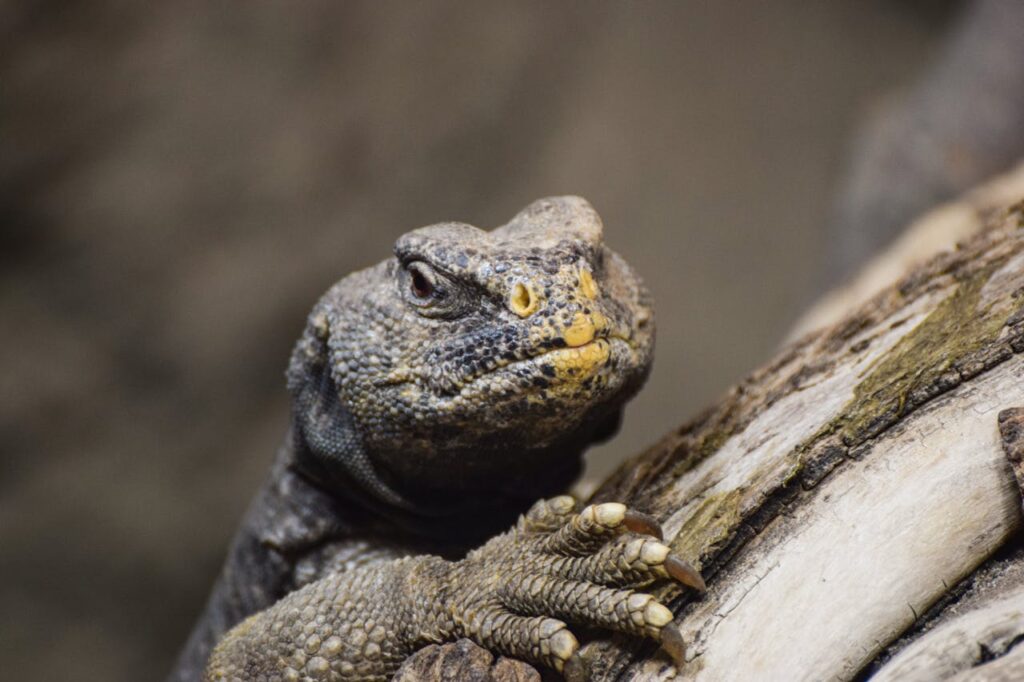 uromastyx
