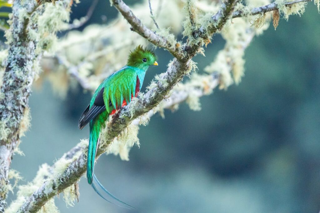 resplendent-quetzal-