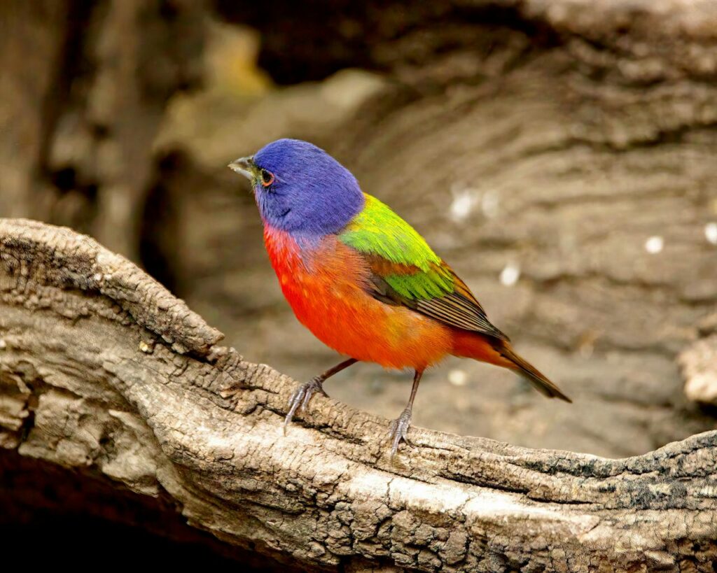 painted bunting