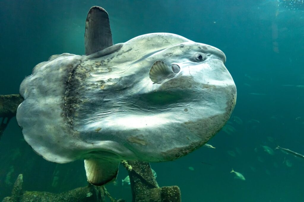 Mola Mola (Ocean Sunfish)