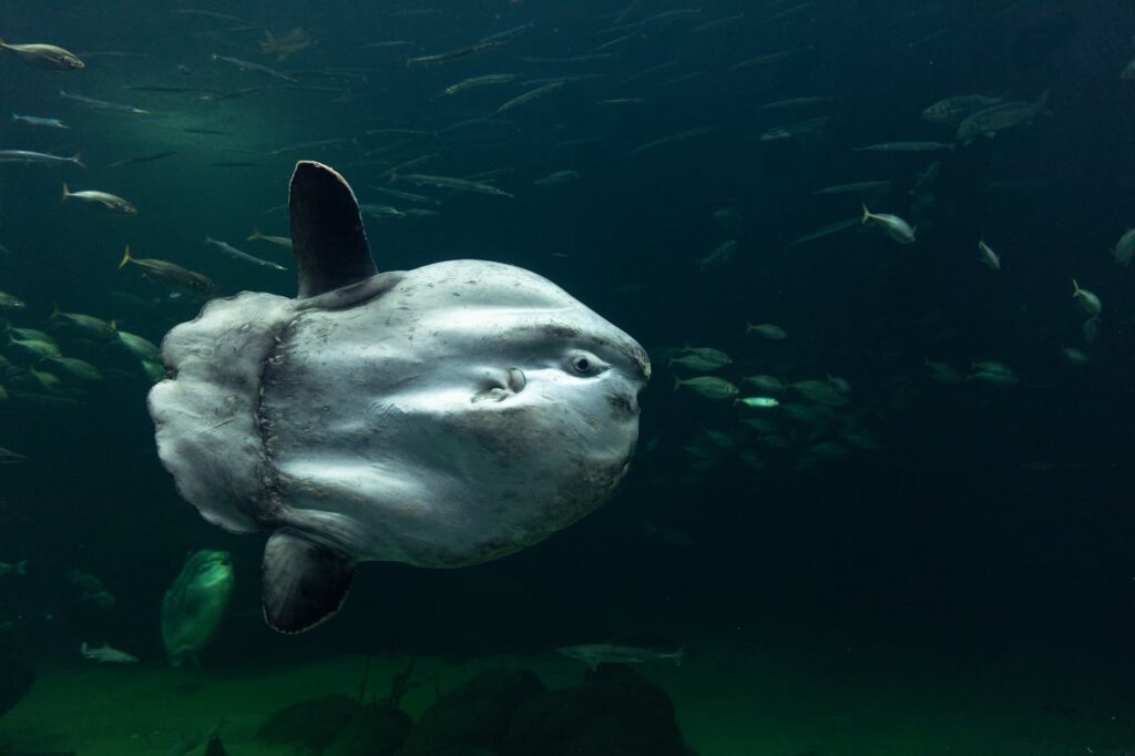 Aquarium Fish That Have the Most Unbelievably Weird Body Shapes