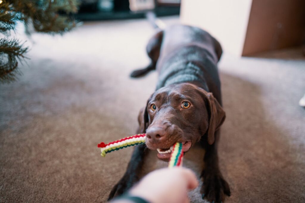 dog toy