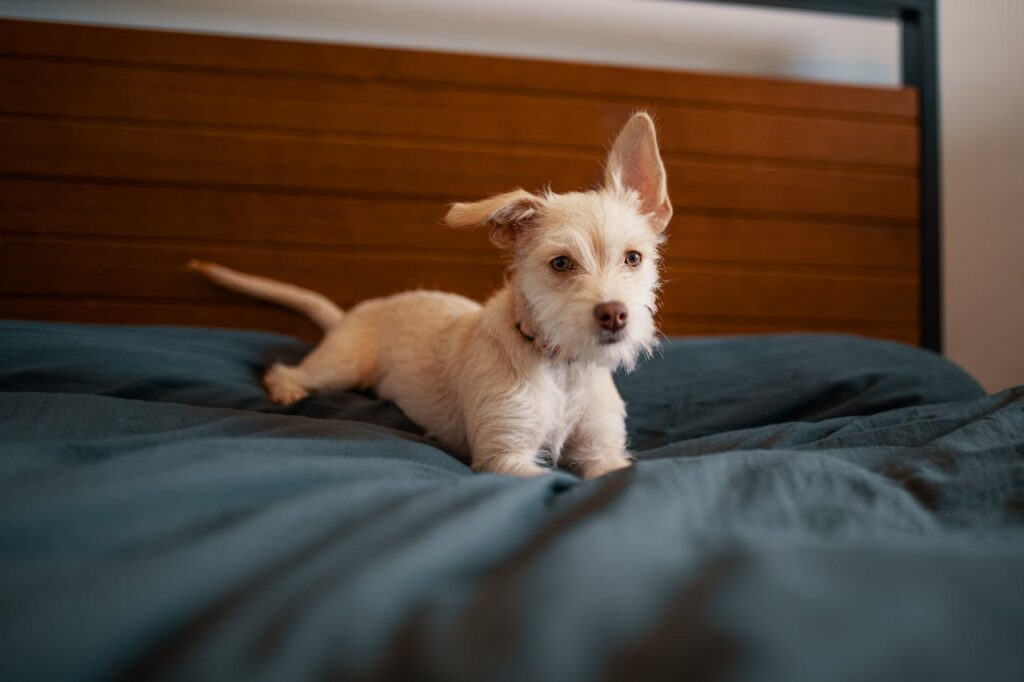 white puppy