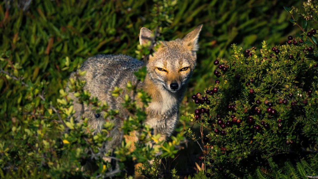 gray fox