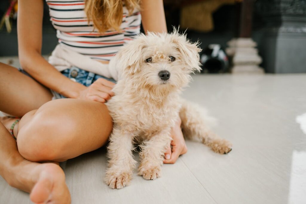 miniature poodle on the floor with a person