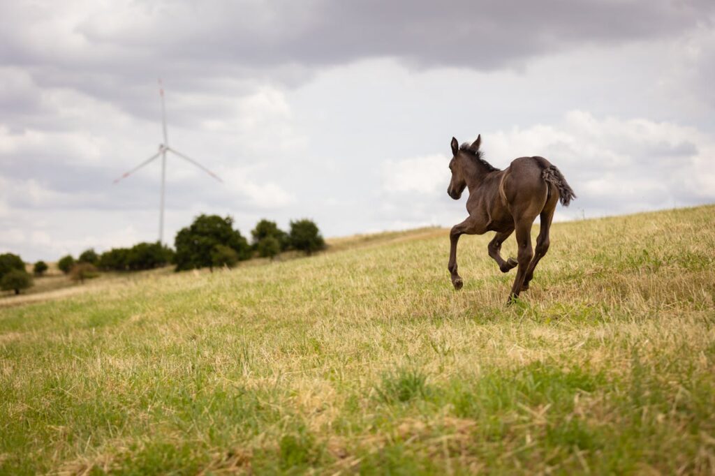 young horse