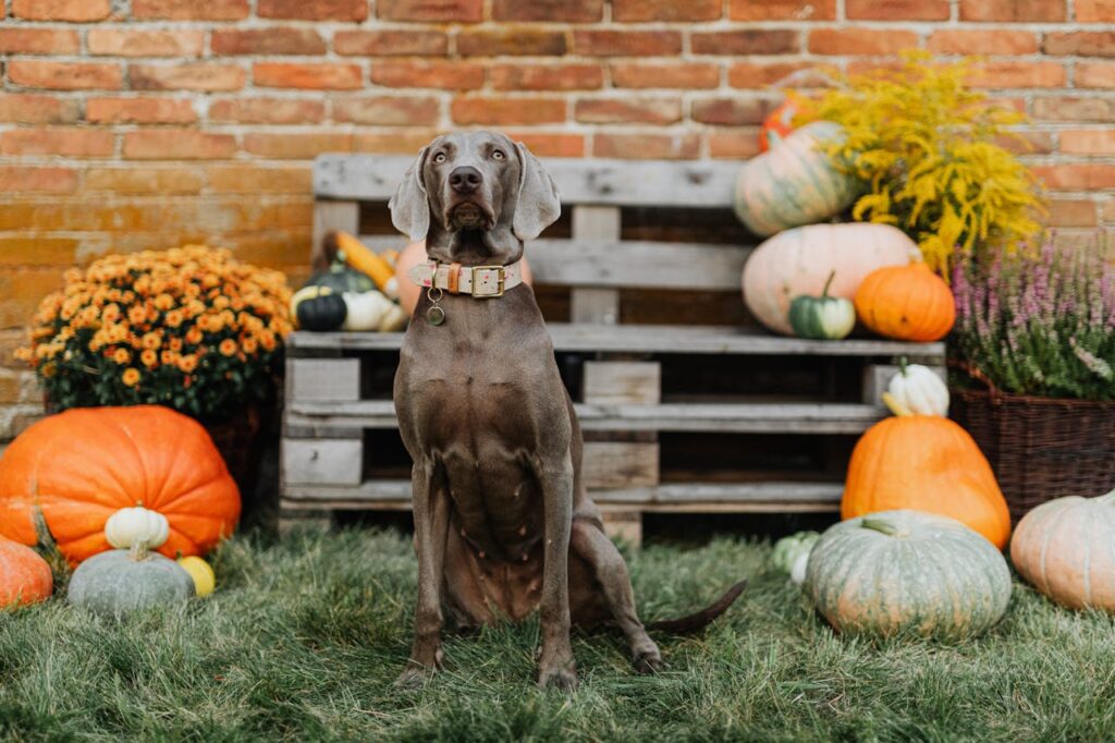 dog with pumpkins