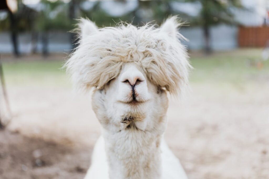 white alpaca
