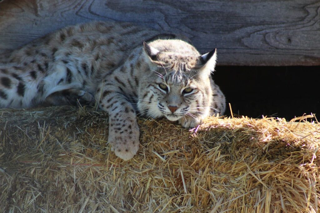 lynx lying down