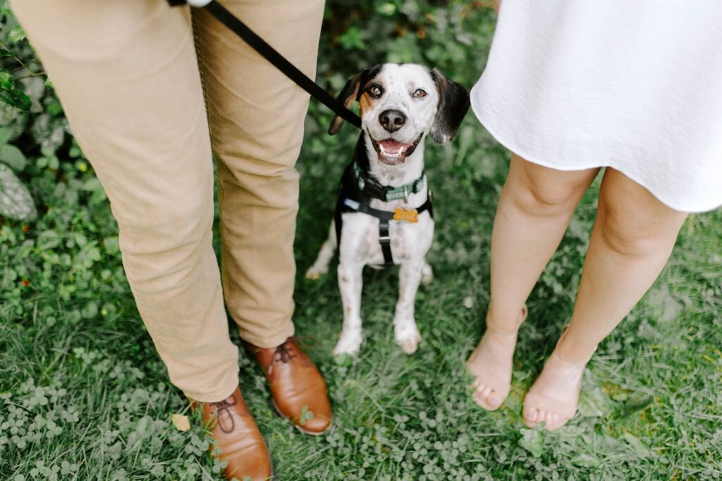 dog with couple