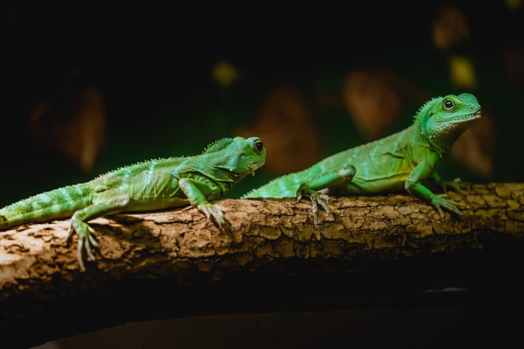 Green iguanas, perched on branch, dim lighting