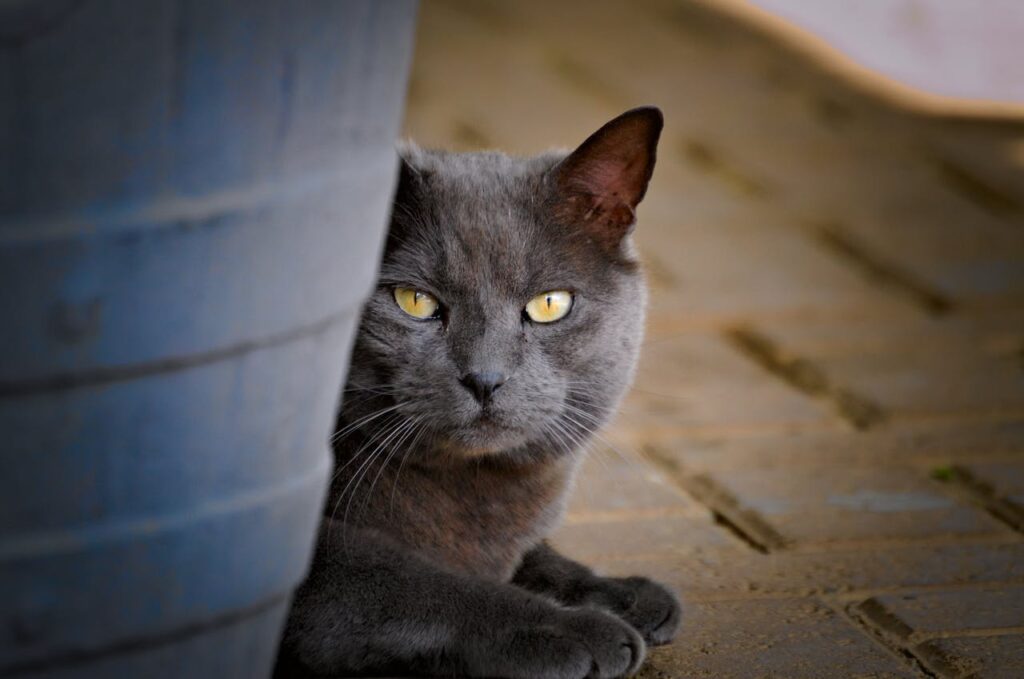 cat sitting behind vase