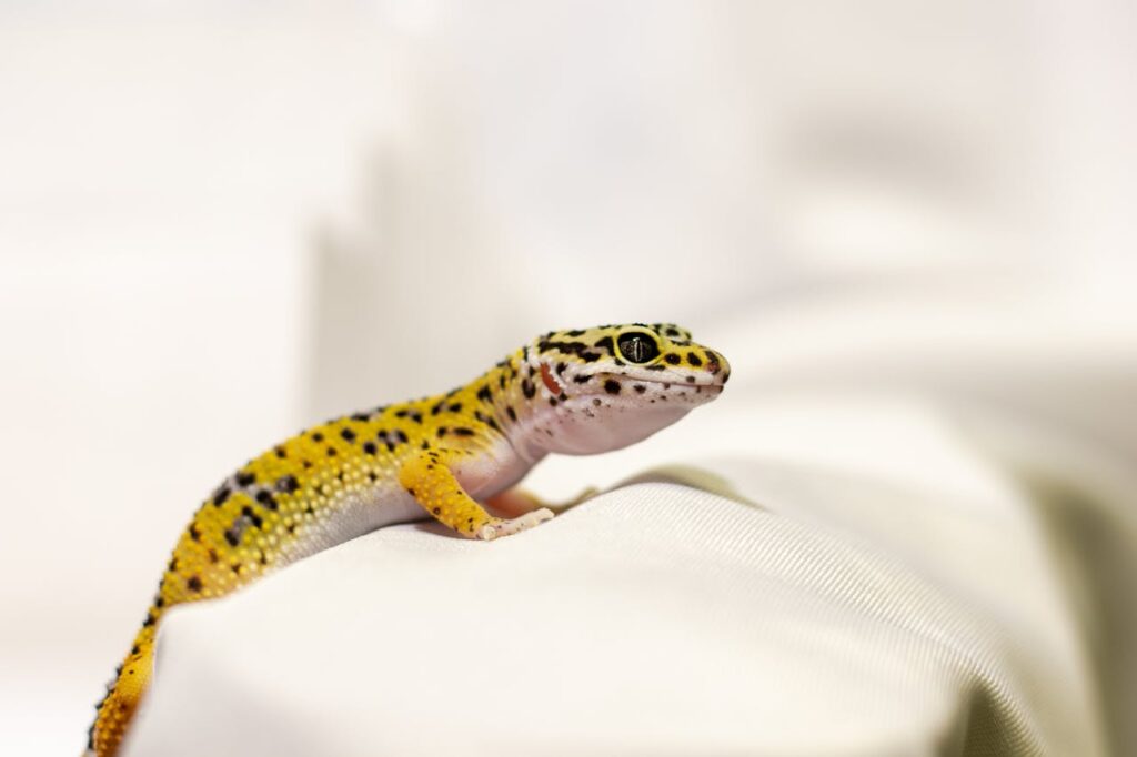 leopard gecko