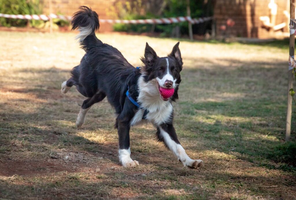 Border Collie dog playing