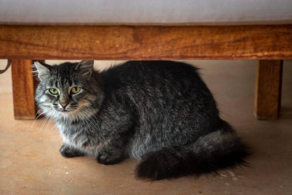 cat hiding under bed