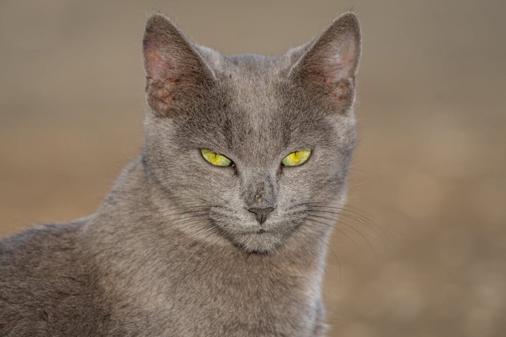 Chartreux cat