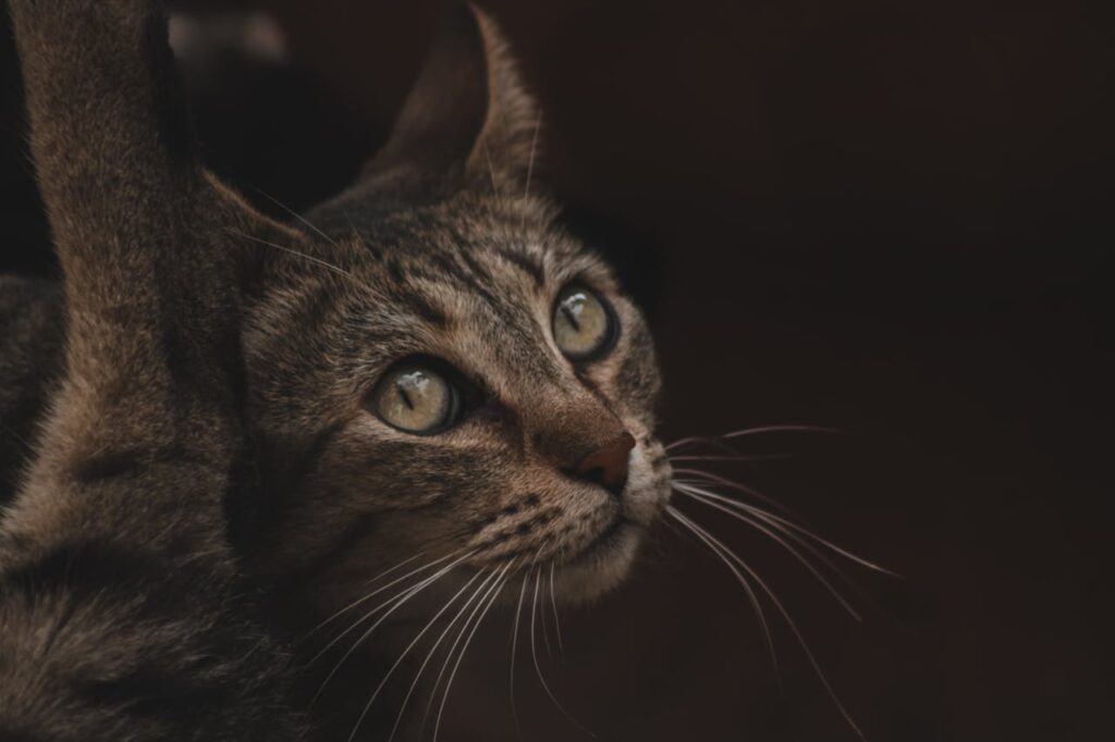 cat 