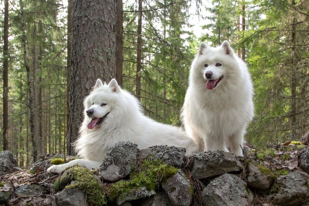 two samoyed dogs