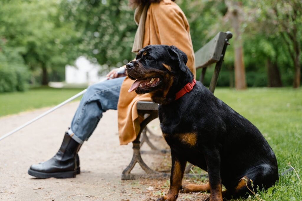 rottweiler guard dog