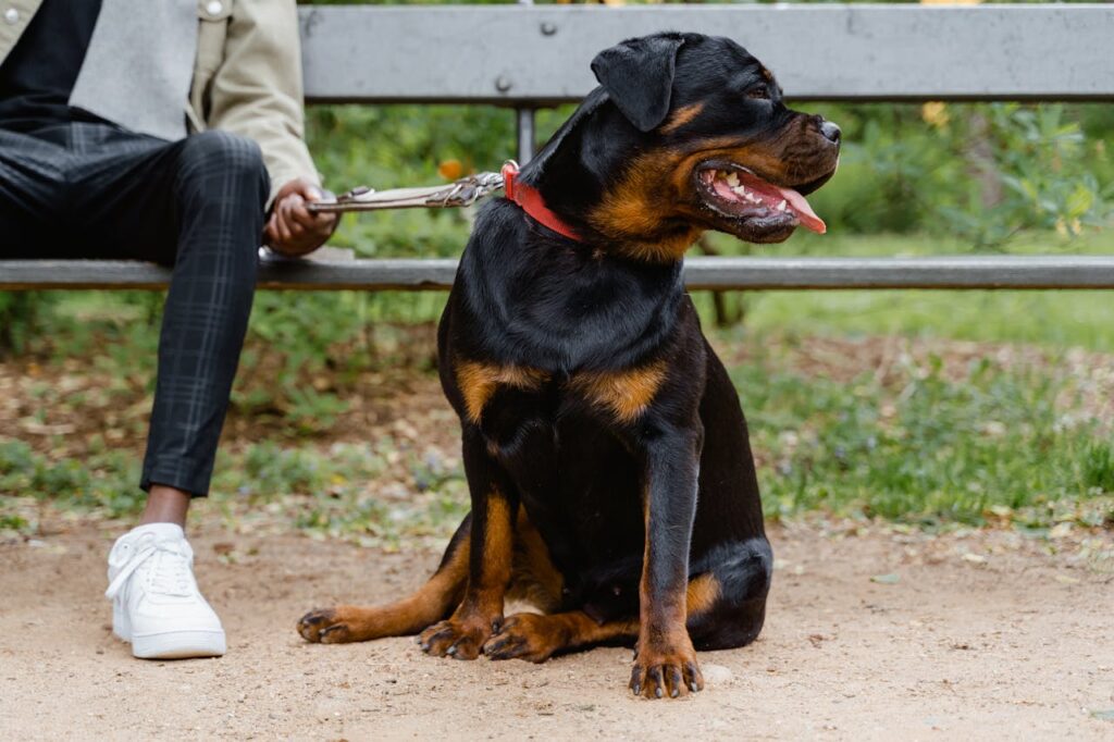 Dogs That Won’t Hesitate to Defend You