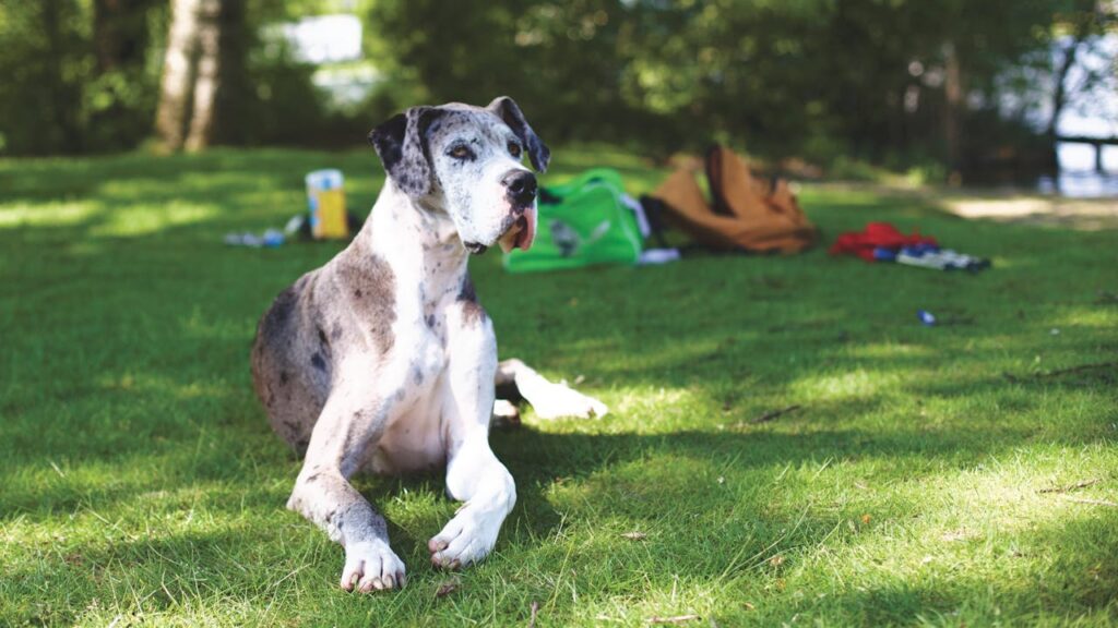 great dane dog lying on grass