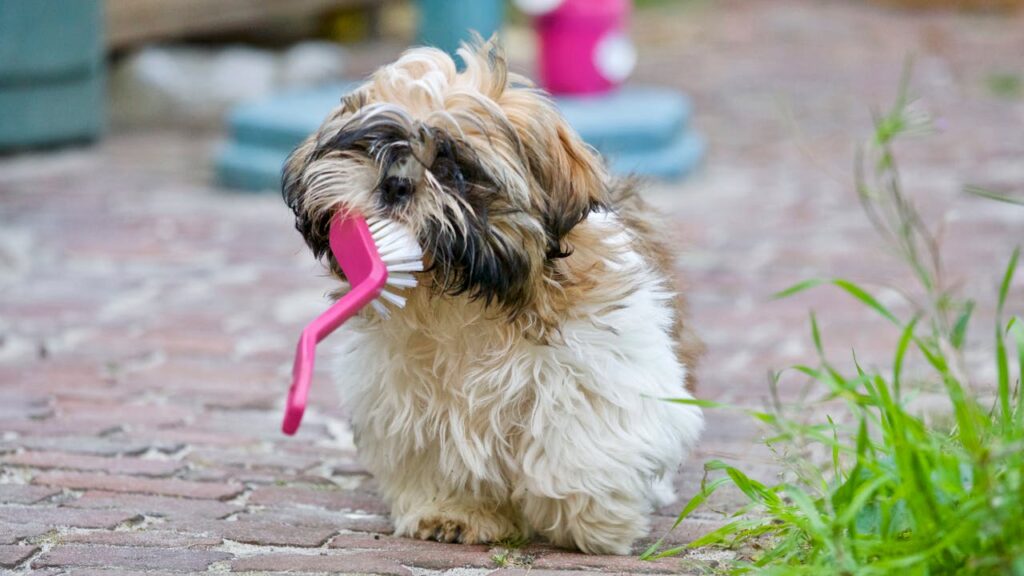 shih tzu with brush in mouth