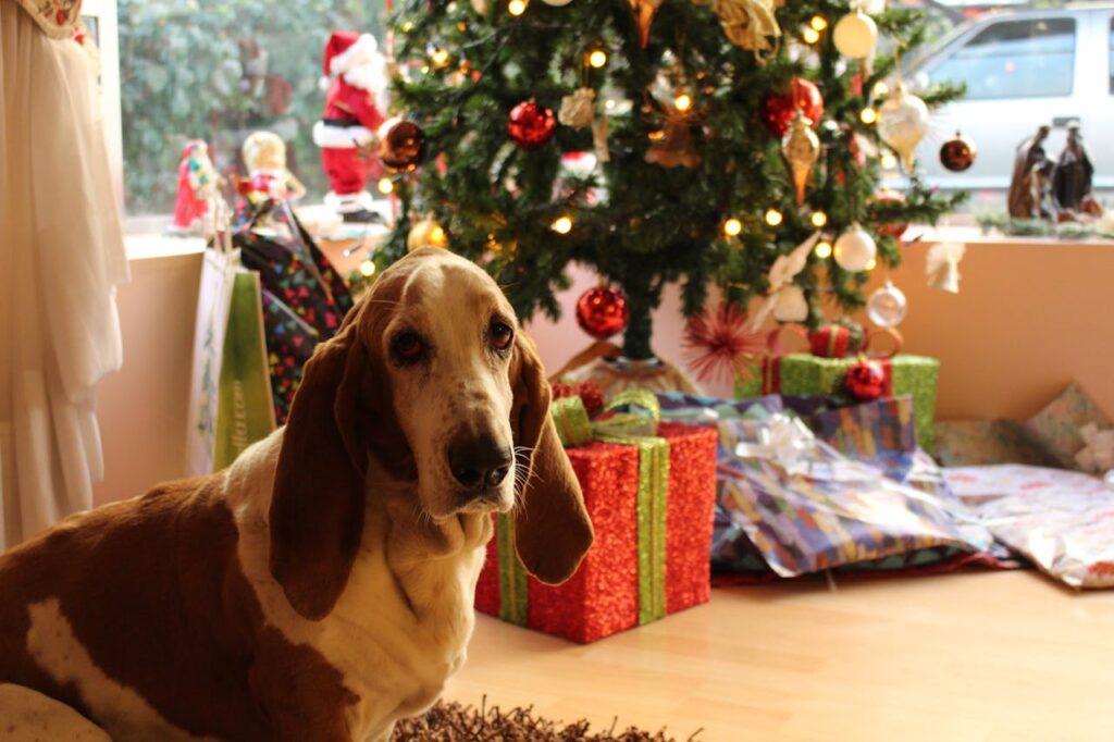 Basset Hound dog sitting next to a gift