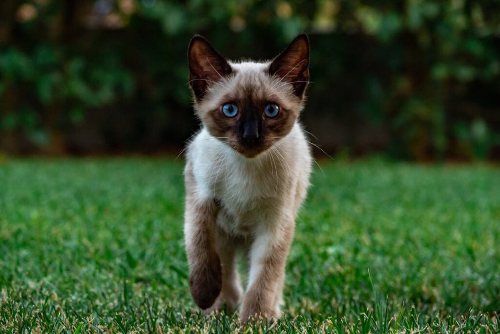 siamese cat on grass