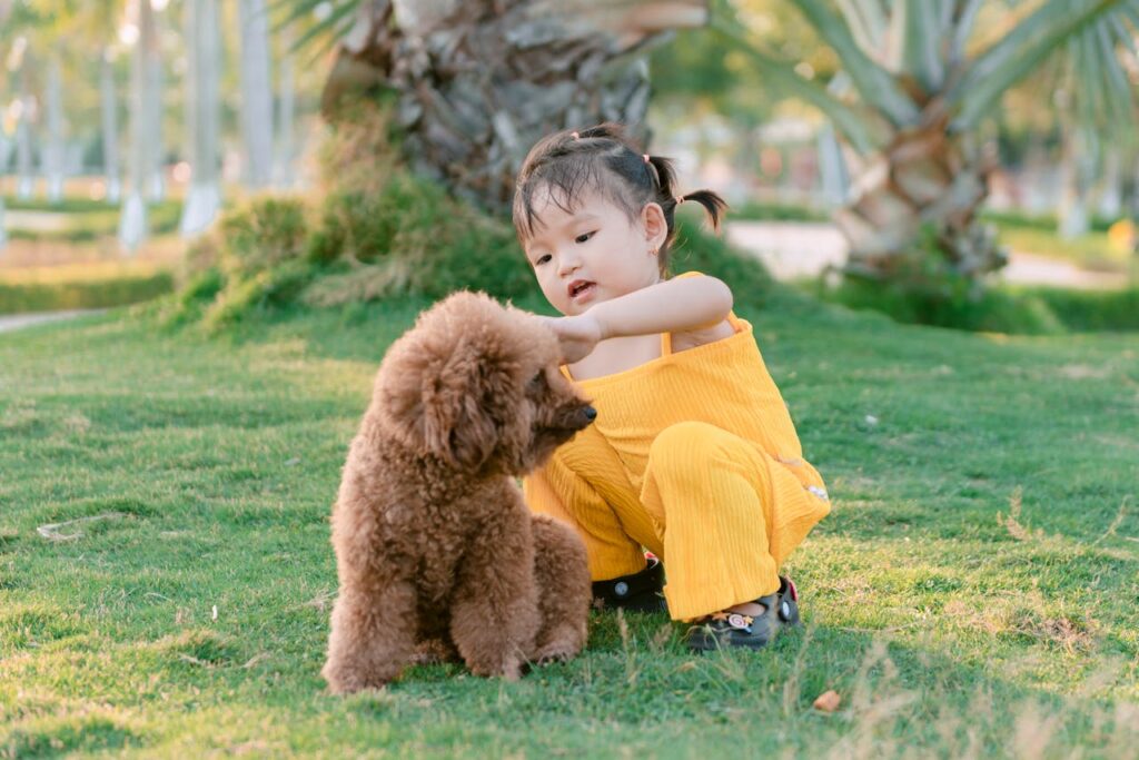 Poodle playing with child