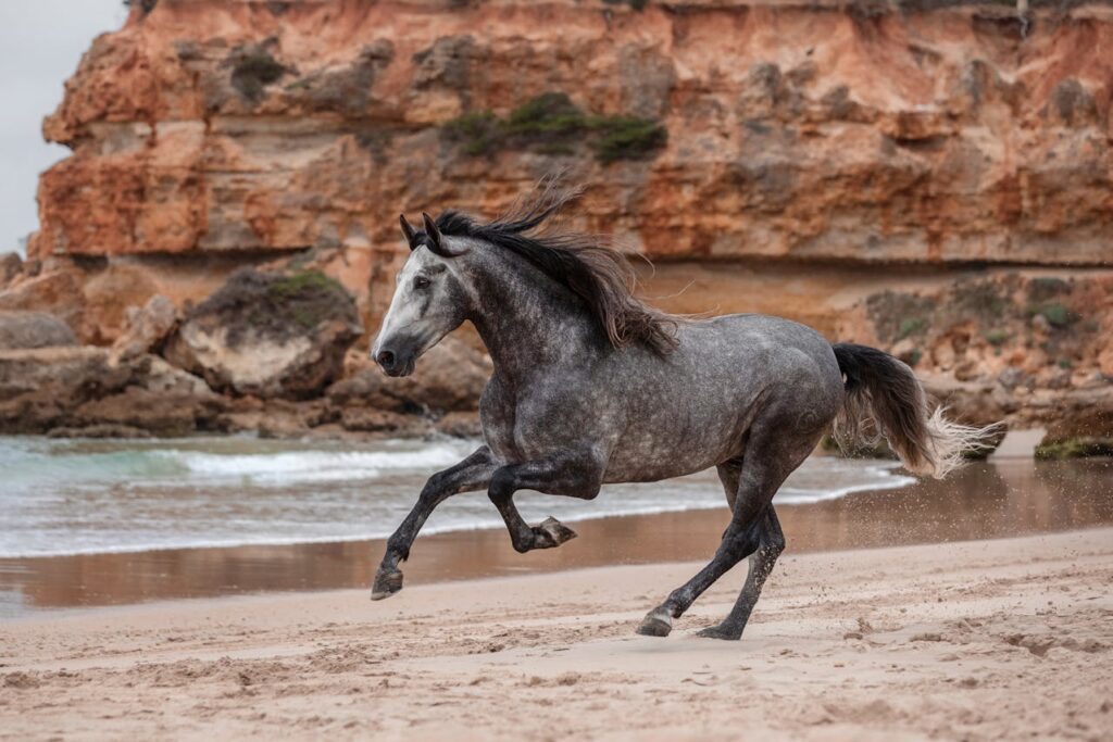 Black Horse Running on the Shore
