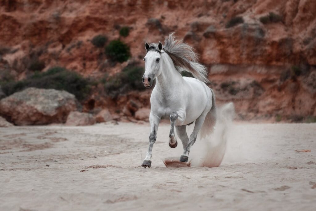 Andalusian Horse