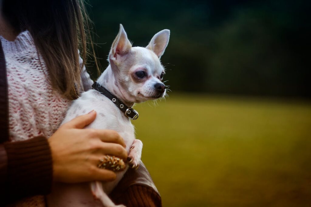 chihuahua with person