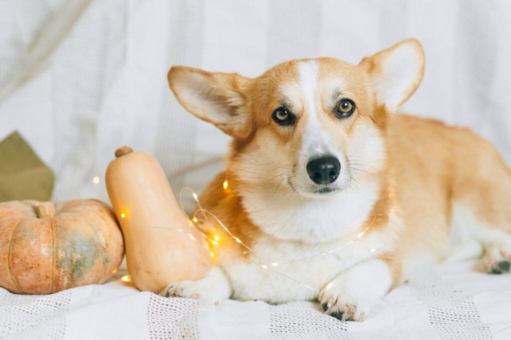 Pembroke Welsh Corgi laying on sofa with ornaments