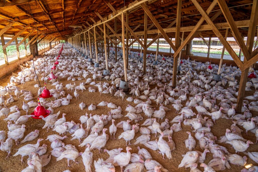 secure chicken coop