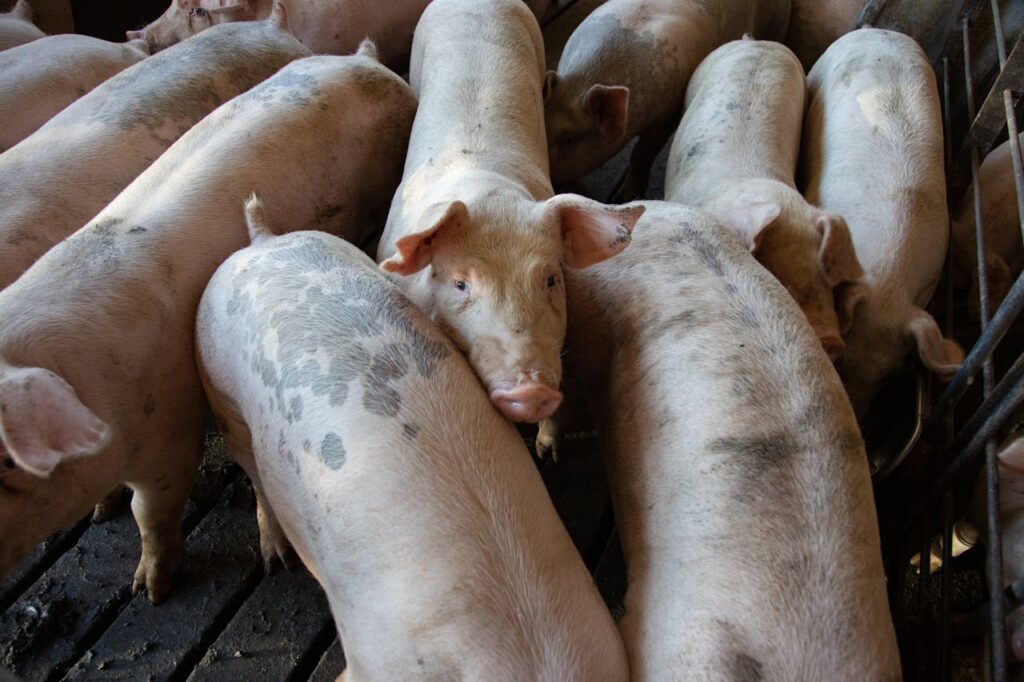 pigs at a farm