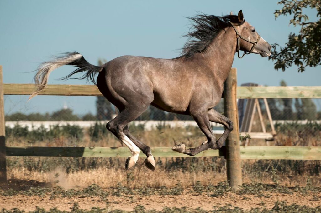Arabian horse running