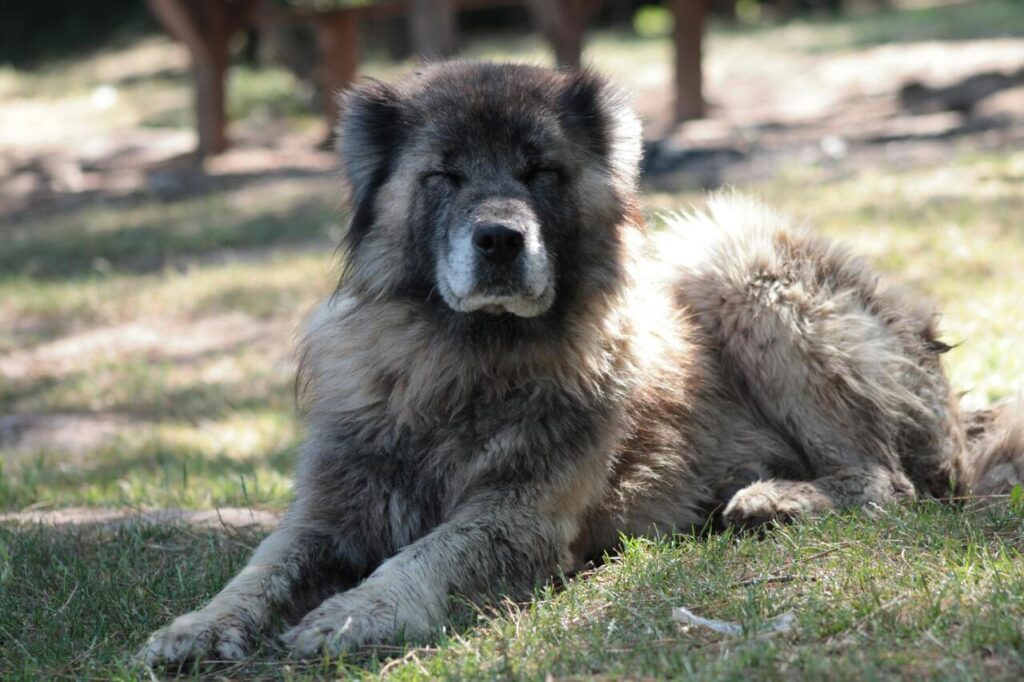 caucasian shepherd dog