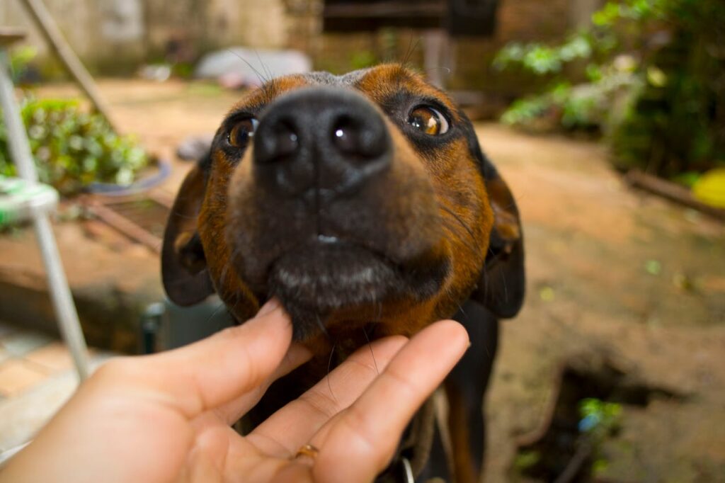 Signs Your Dog Trusts You