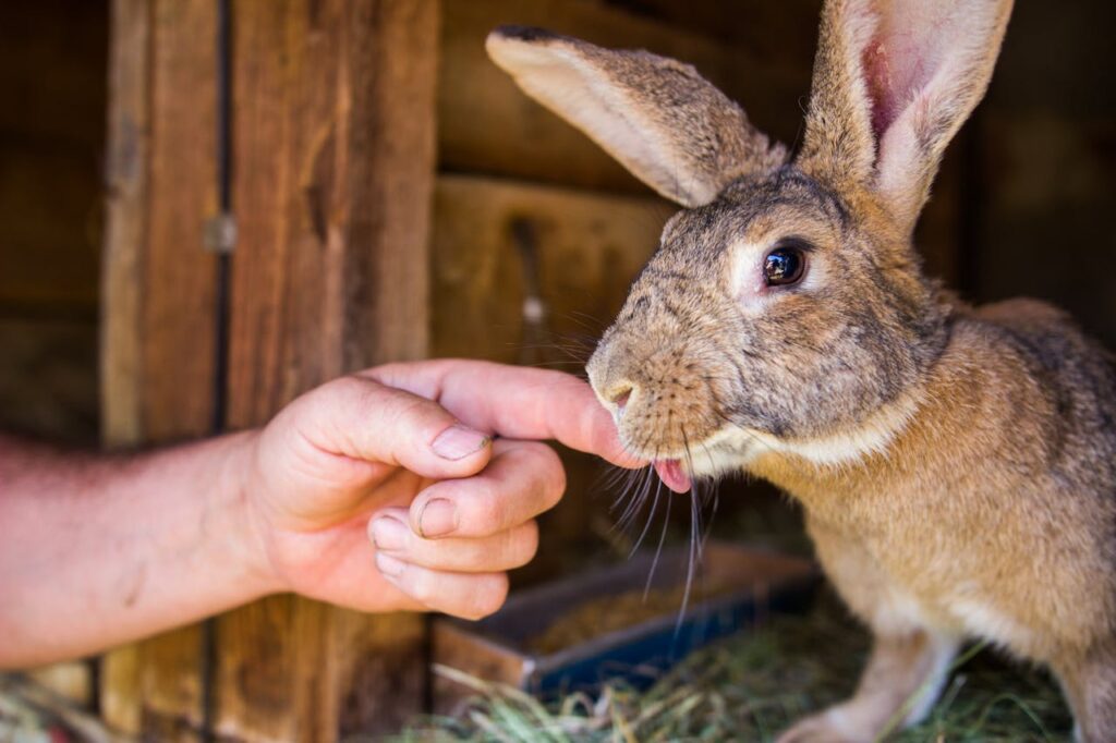 rabbit on a farm