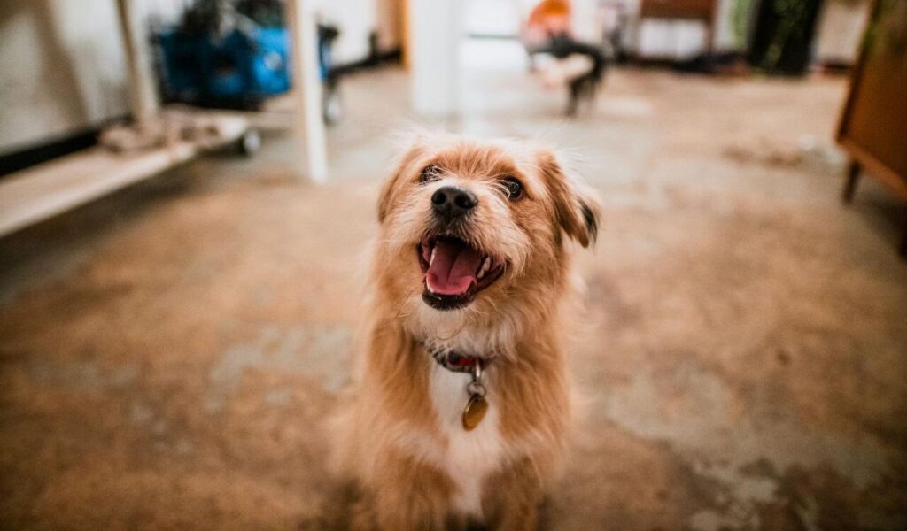 happy dog with an open mouth sitting on a concrete floor