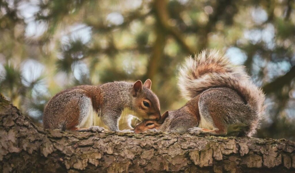 Two squirrels interacting affectionately on a tree branch.