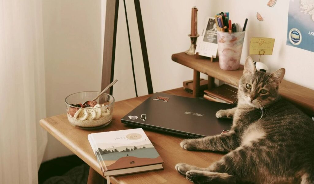 Cat Lying on the Desk With a Laptop Homemade Granola and a Book