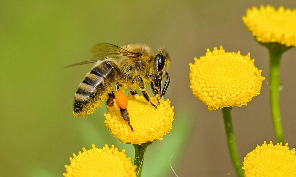 Brown and Black Bee on Yellow Flower Nectar